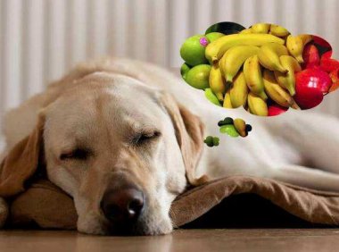 狗狗可以吃苹果吗?注意适量就可以