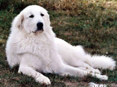 大白熊犬多大开始训练？基本上就是这个时间段