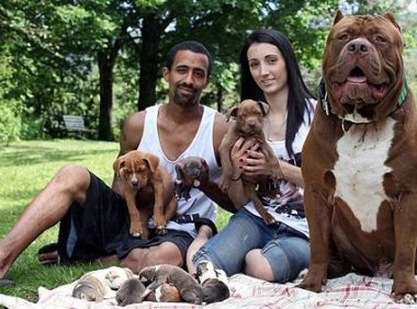 比特犬什么血统最好?最纯正的血统应该是这样的