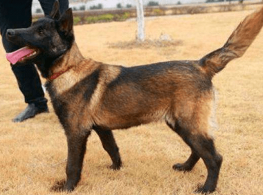 马犬应该怎么训练,正可谓是严是爱,松才是害