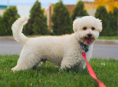 白色泰迪犬价格,详细的为你分析