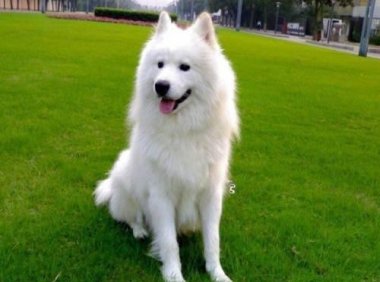 养萨摩耶的好处和坏处，理性的来分析下