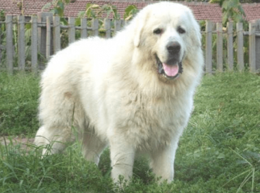 大白熊犬多久定型?不出意外就是这段时间