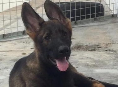怎么训练德国牧羊犬?训练小技巧分享