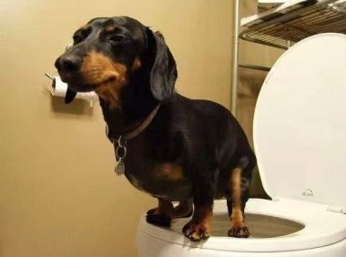 如何训练狗狗大小便，棍棒教育有奇效