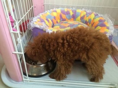 泰迪狗吃什么?五谷杂粮均衡搭配