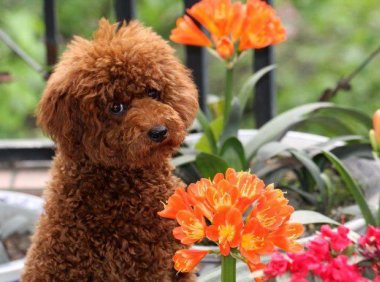 巨型贵宾犬是杂交的吗?来详细的了解下巨贵