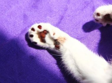 对猫过敏的症状,表现在以下几个方面