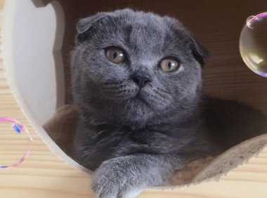 折耳蓝猫为什么不能养?来看看具体原因