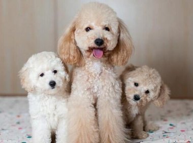 泰迪能吃苹果吗?泰迪能吃什么水果