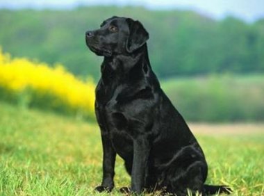 各种宠物狗价格?带你了解最值得养的宠物