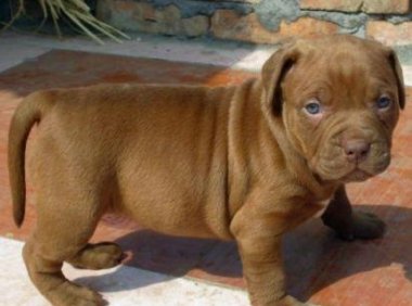 如何让比特犬开口,把握好时期很重要