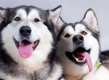 怎样训哈士奇?搞定它的四个要点