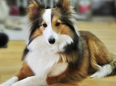 苏格兰牧羊犬吃什么好,贵族犬原来也吃这些