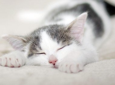 猫咪夏天怕热吗?看完就能涨知识!