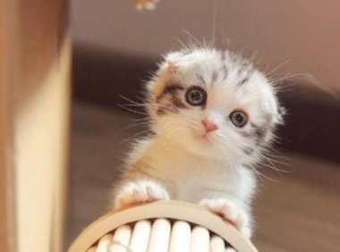 猫心脏病的早期症状，主要有以下几点