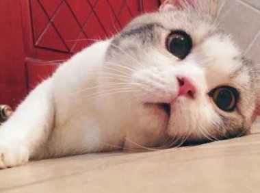 渐层猫是什么品种?涨知识看过来