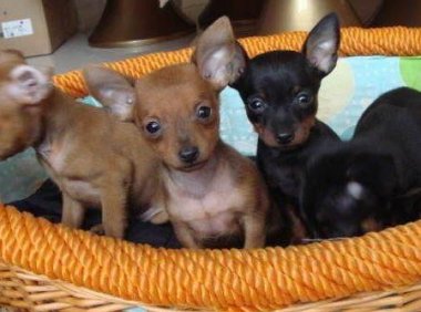 小鹿犬为什么没人养?凡事皆有因