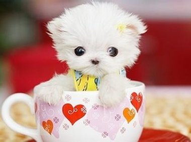 狗狗拉肚子怎么引起的?无外乎就是这几点