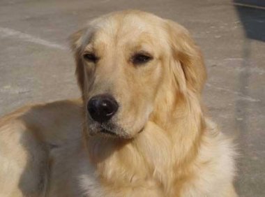 金毛幼犬如何训练?智商高也要好方法