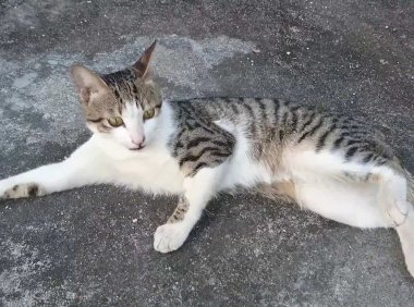 什么猫好养而且不贵,田园猫定不缺席