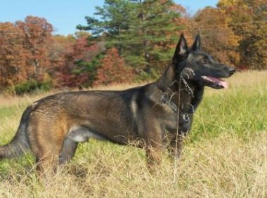 马犬会咬自己主人吗?一般情况是不会咬的