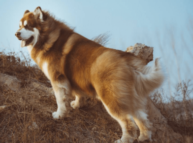 阿拉斯加犬怎么喂养，需根据犬龄喂养