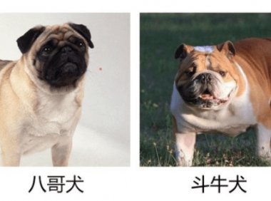 八哥犬和斗牛犬的区别,一起来对比一下