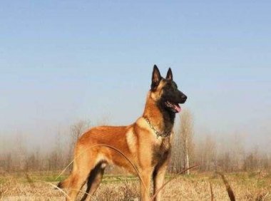 马犬几个月开始胆子大?不光靠自己也要靠训练