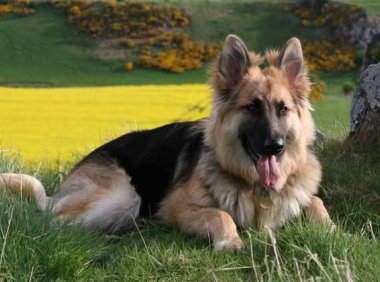 德国牧羊犬的缺点,养之前先看清楚这些