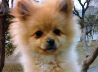 博美犬感冒了怎么护理,做好这几点就差不多了