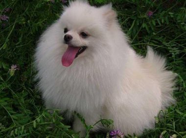 博美犬发抖是怎么回事？这些原因要逐一排除下