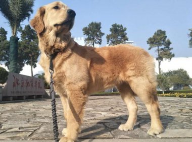 金毛犬吃什么好？补充这几点就够了