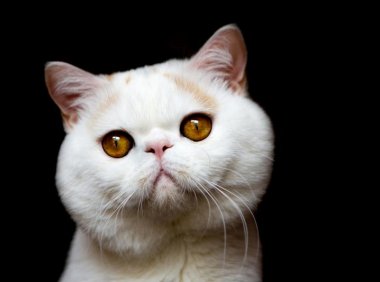 猫咪拉稀吃什么药？要根据原因来选择