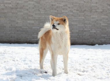 秋田犬为什么禁养?别看它相貌和蔼,脾气却坏得很