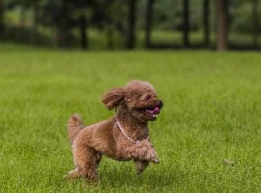 贵宾犬吃饭可以吗?一般情况是可以的
