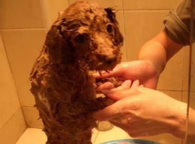 贵宾犬皮肤病传染吗?该如何解决这个问题?