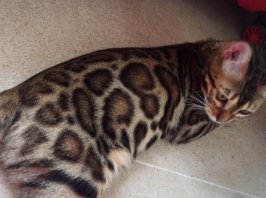 豹猫和虎猫哪个厉害?这还真要见识下