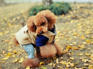 贵宾犬和泰迪哪个贵?两者价格对比分析