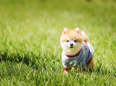 狗狗疫苗怎么打?打法和时间先了解