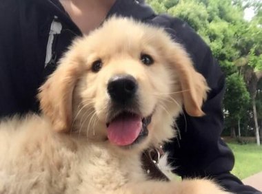 狗狗多久驱虫一次?根据实际情况来实施