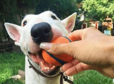 牛头梗打架厉害吗?告诉你一个事实