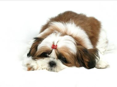 西施犬的缺点，不指出来你可能不太了解