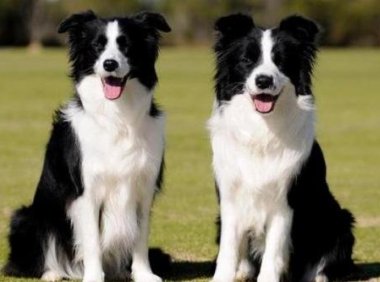 边境牧羊犬能吃什么水果,其实能吃的有很多种类