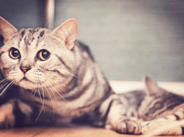 养猫的好处有哪些?可能好多你没发觉