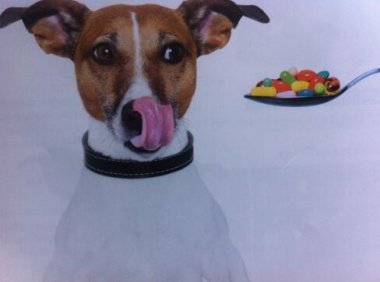 狗狗会放屁吗?你有没有闻到过