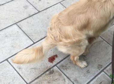 狗狗有点拉稀怎么办?别瞎搞,一定要先找到原因