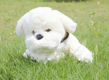 狗摇尾巴是什么意思?这是表达感情的方式