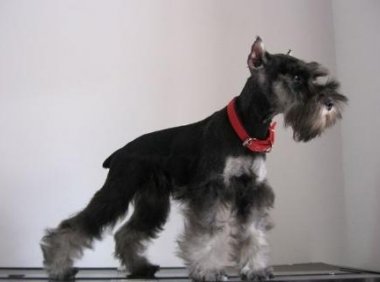 迷你雪纳瑞和标准雪纳瑞的区别,谁才是纯的?