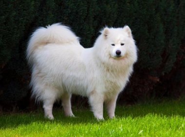 萨摩和萨摩耶的区别，别被忽悠了